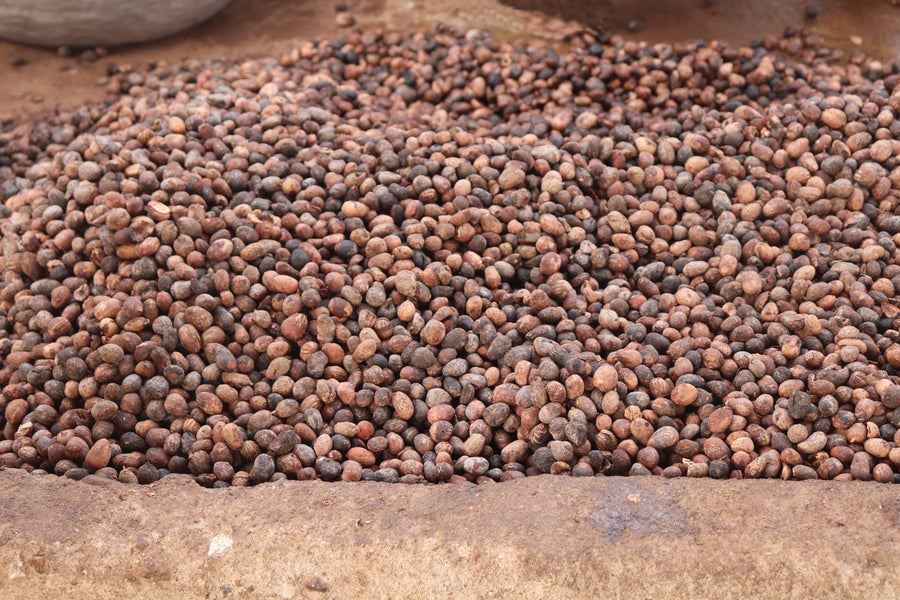Shea Butter Making Story